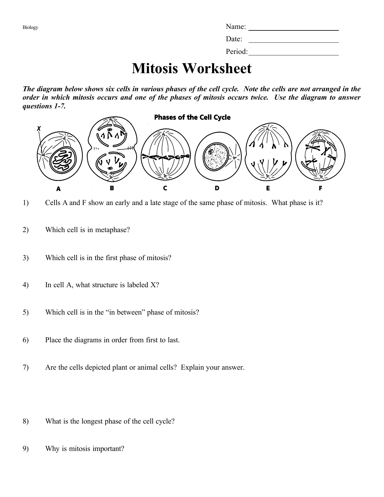 Mitosis Worksheet Cell Cycle Stages