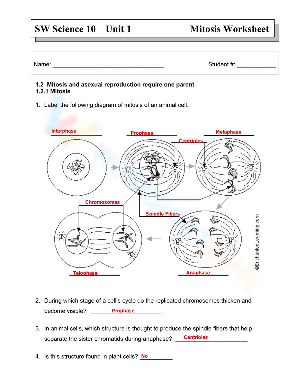 meiosis pogil answer key