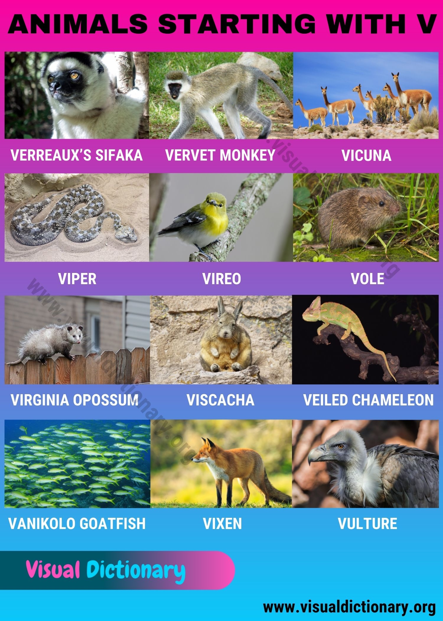 Names Of Animals Starting With V Printable