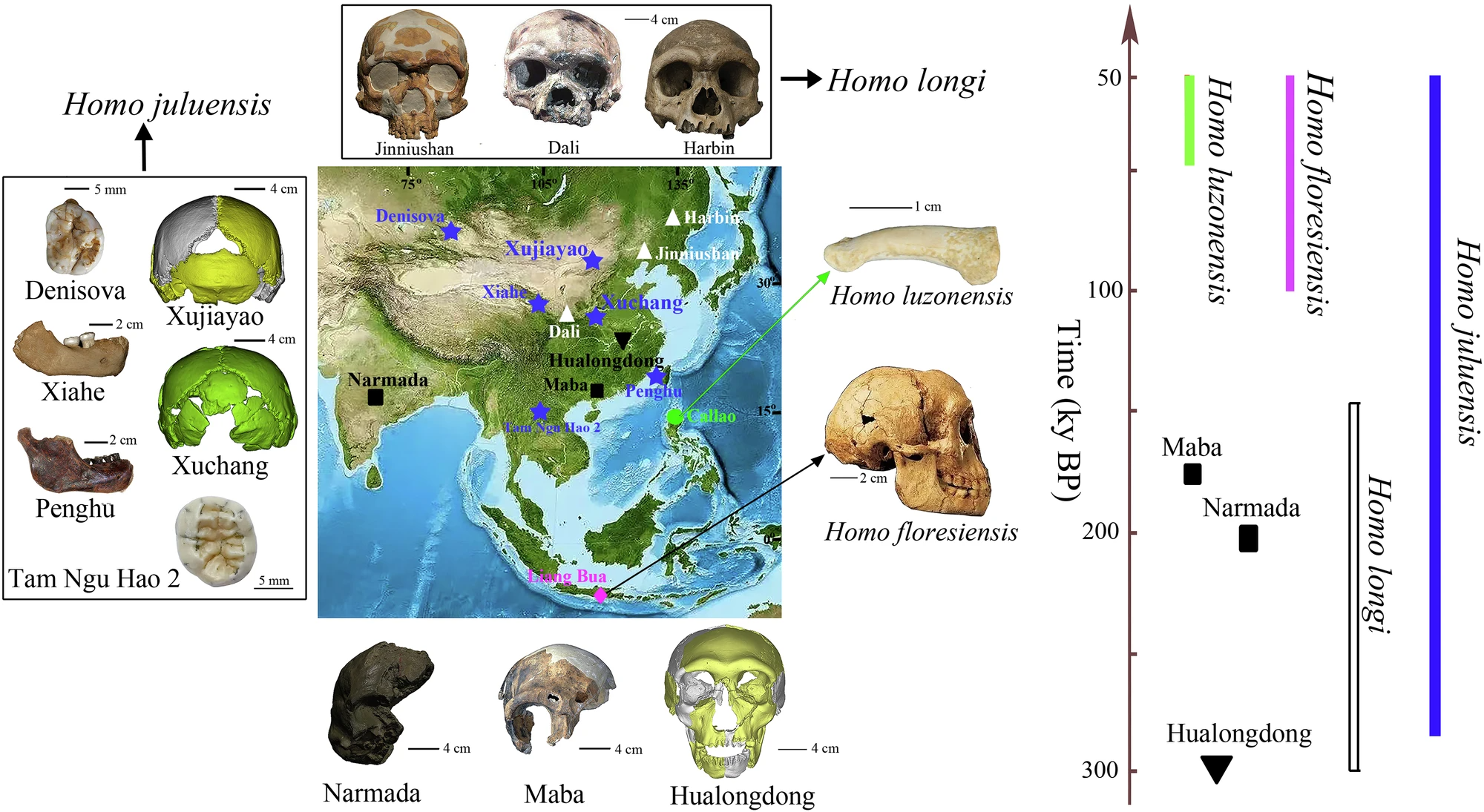 New Big headed Archaic Humans Discovered Who Is Homo Juluensis Live Science