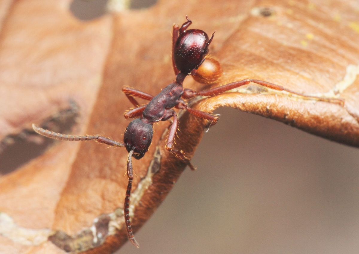 Newly Discovered Beetle Catches A Ride On The Backs Of Army Ants To Get Around