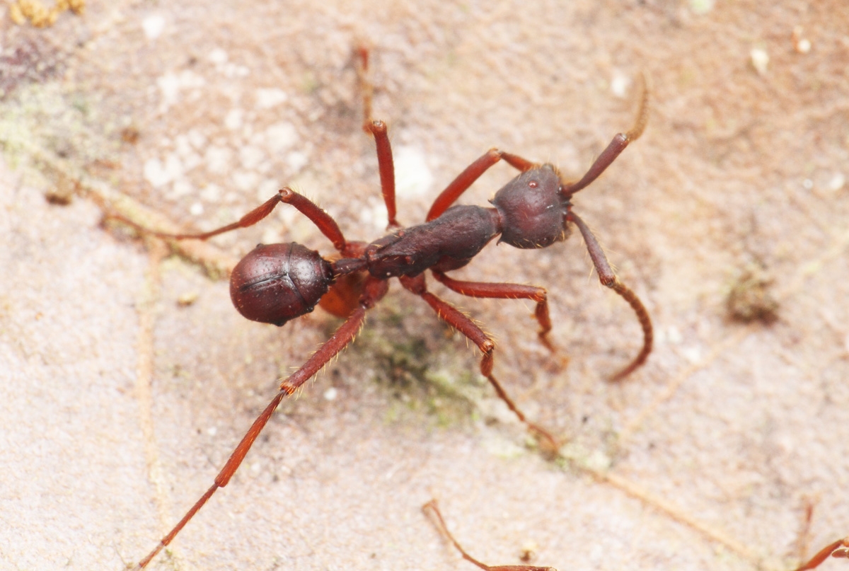 Newly Discovered Beetle Catches A Ride On The Backs Of Army Ants To Get Around