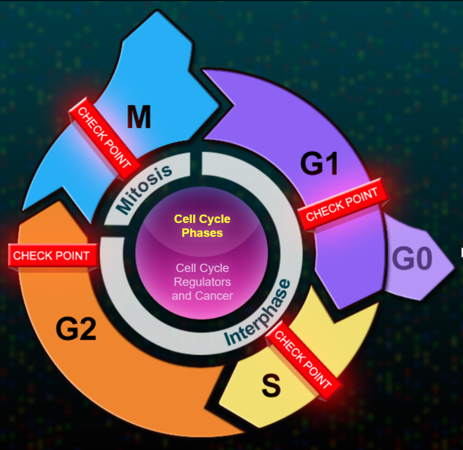 Nnhsbiology Cell Cycle And Mitosis AP Style