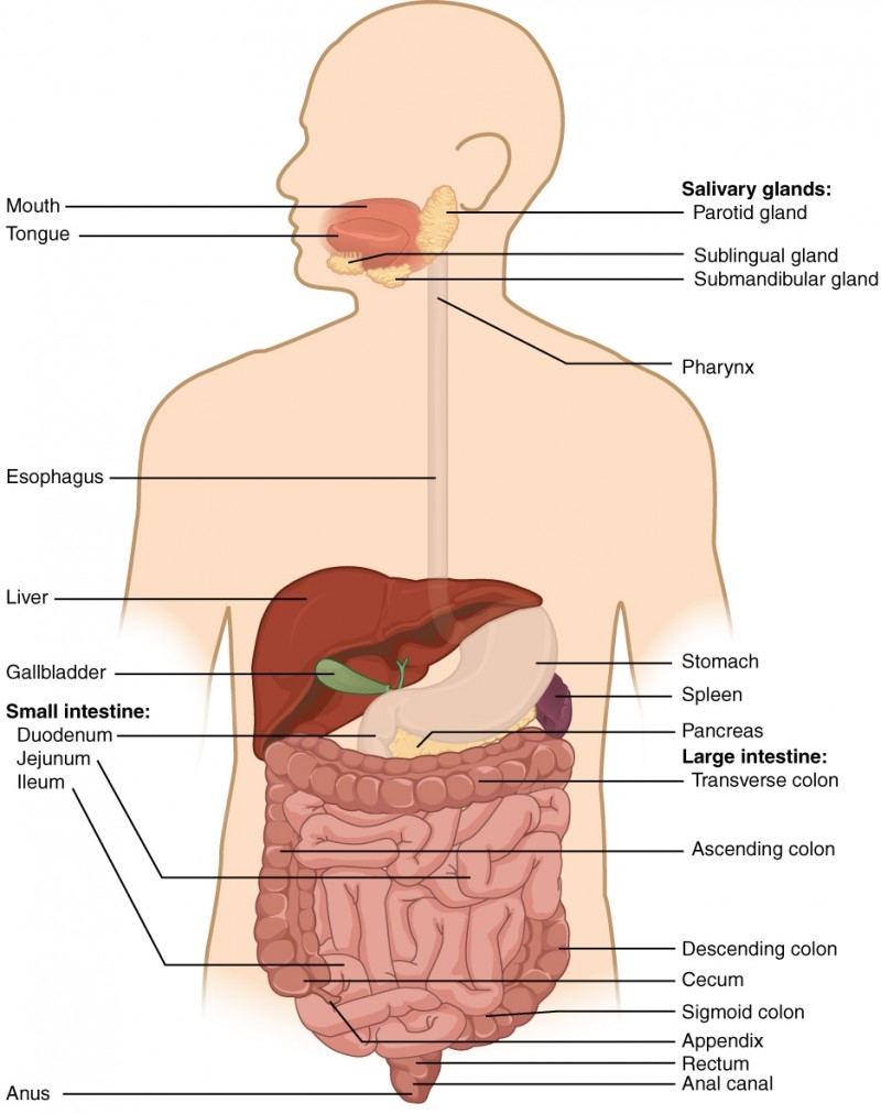 Overview Of The Digestive System Anatomy And Physiology II
