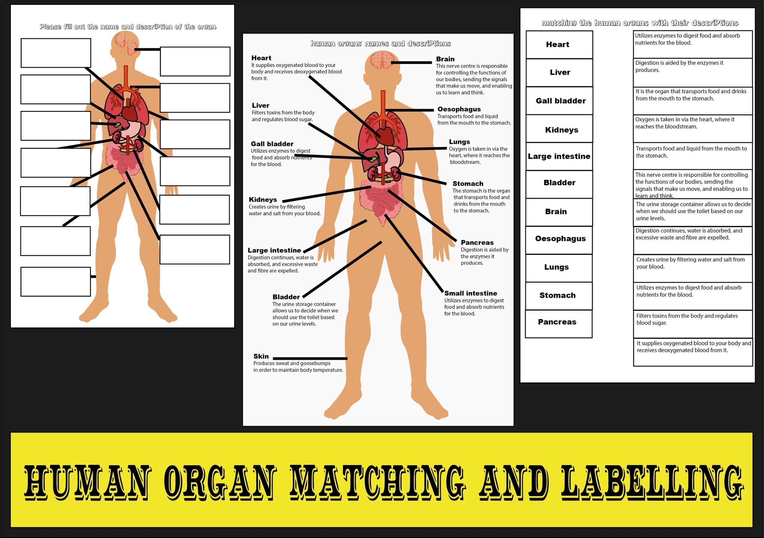 labeling parts of the body labeling parts of the body