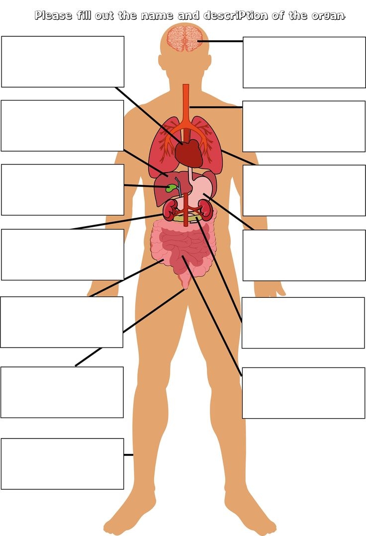 Parts Of The Body Labelling Activity Human Anatomy Education Organs Body Diagram School Education Homeschooling DIGITAL Download Parts Of The Body Labelling Activity Human Anatomy Education Organs Body Diagram School Education Homeschooling DIGITAL Download