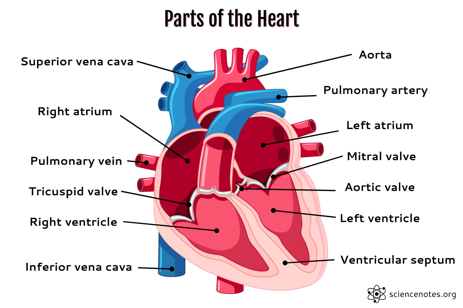 Parts Of The Heart Human Heart Anatomy And Worksheets