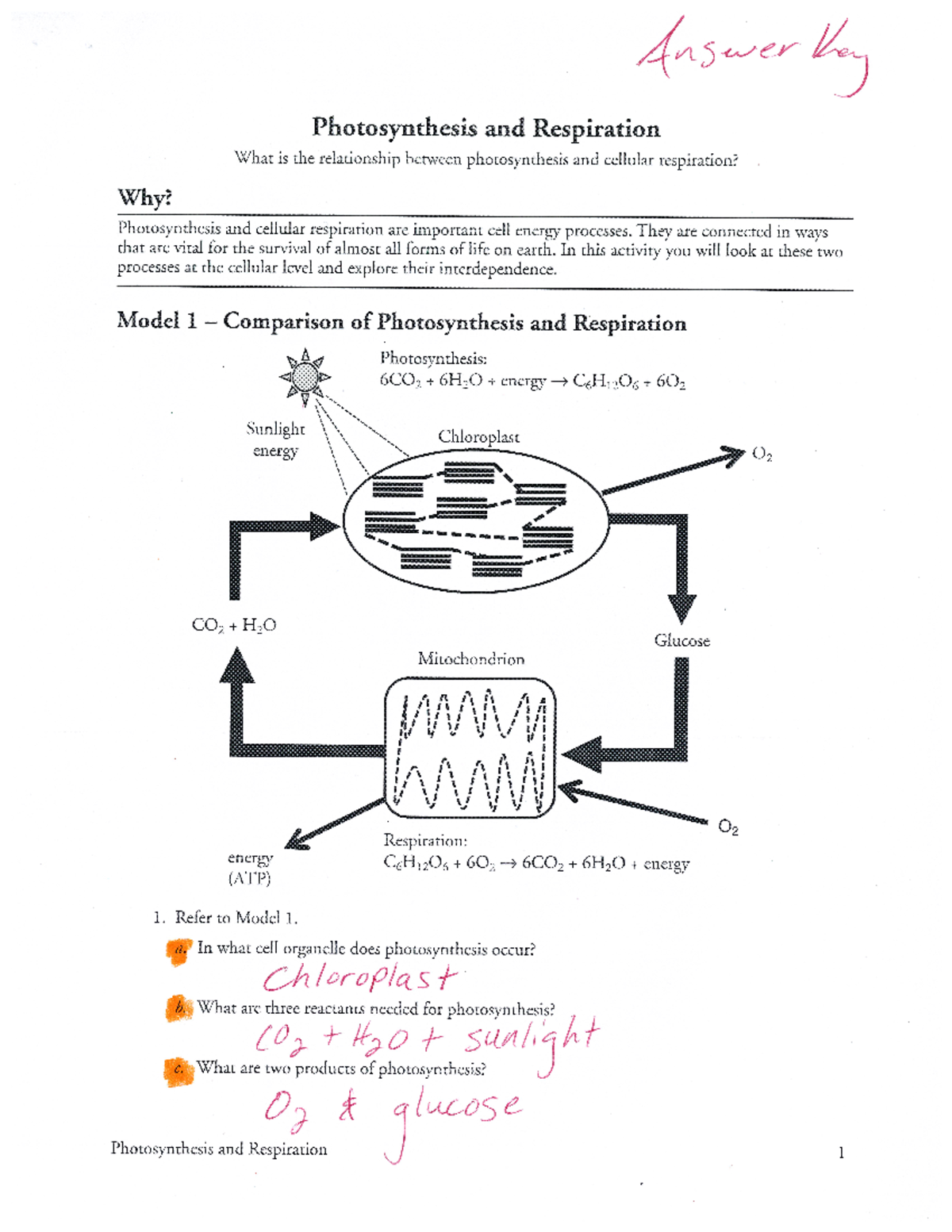 Photosynthesis Respiration Key Concepts And Relationships Quiz Studocu
