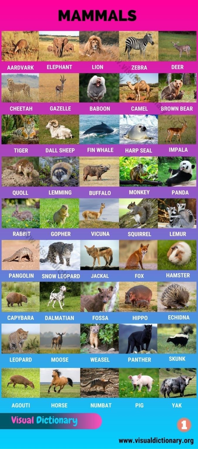 Pin By Sandra Maria On Salvamentos R pidos Mammals Animal Classification Different Types Of Animals