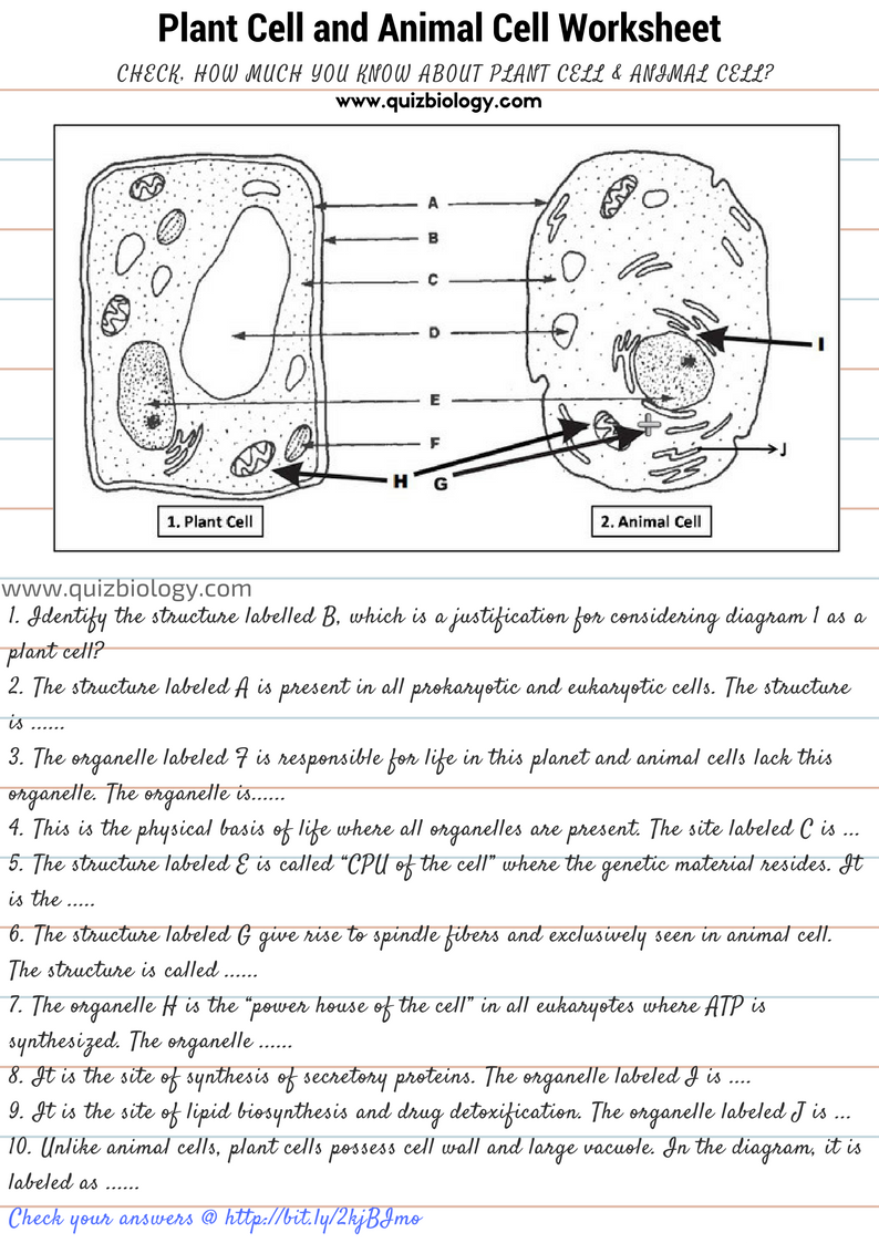 Plant Cell And Animal Cell Diagram Worksheet PDF