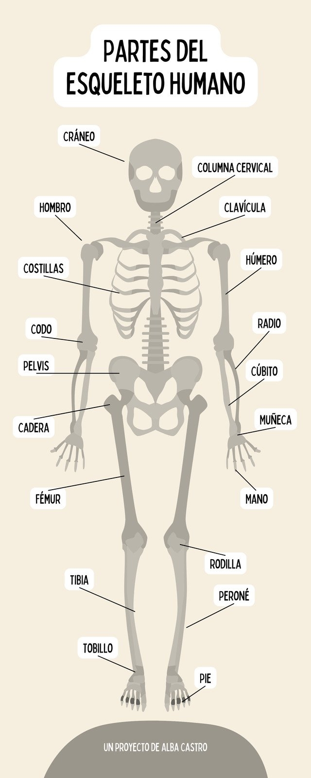 Plantillas De Esqueleto Online Gratis Canva