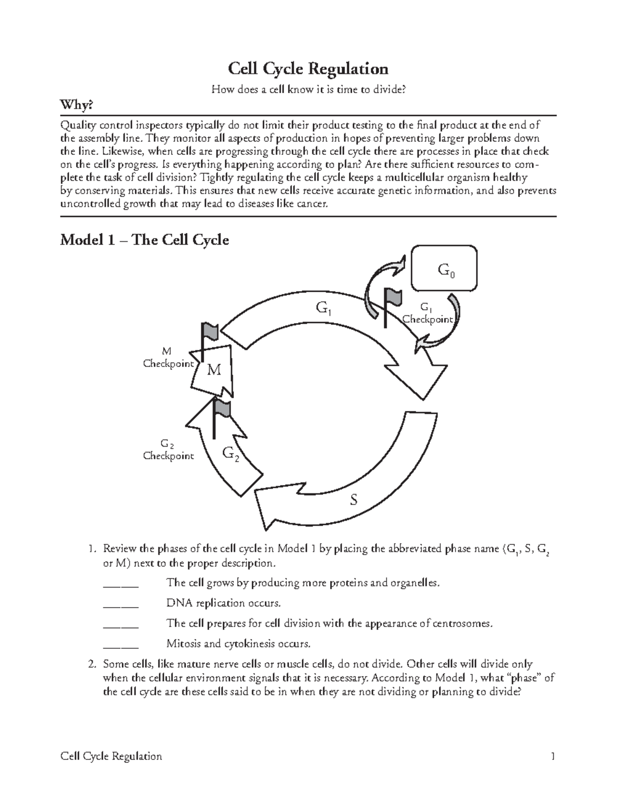 Pogil AP Biology Cell Cycle Regulation Checkpoints Overview Studocu