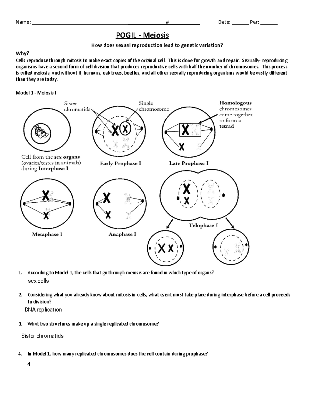 POGIL Meiosis Overview Key Concepts For Bio 101 Exam Review Studocu