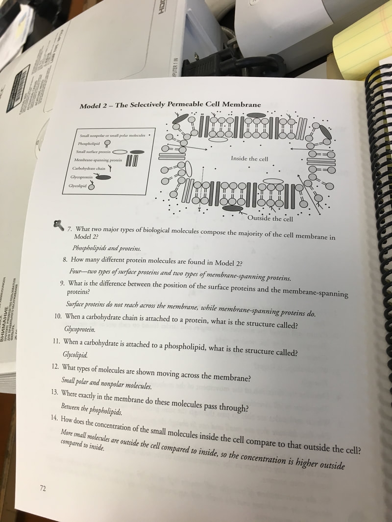 POGIL Responses For Studying Cell Membrane Structure And Function