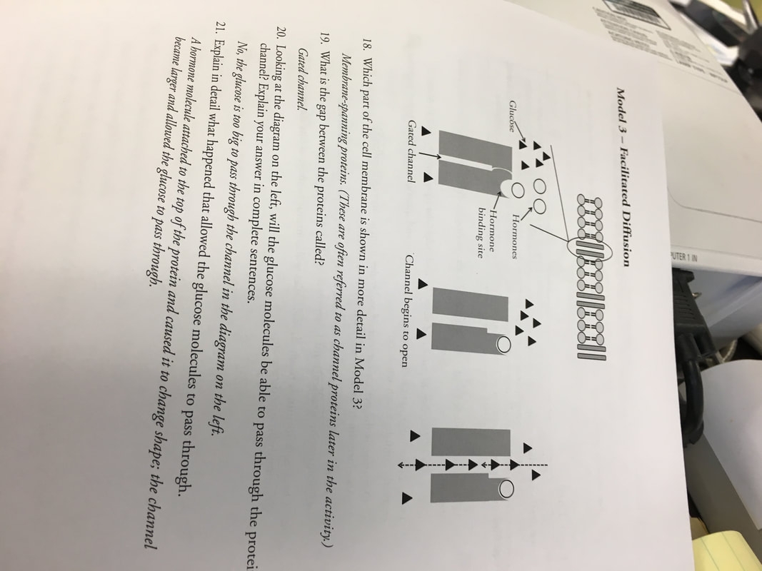 POGIL Responses For Studying Cell Membrane Structure And Function