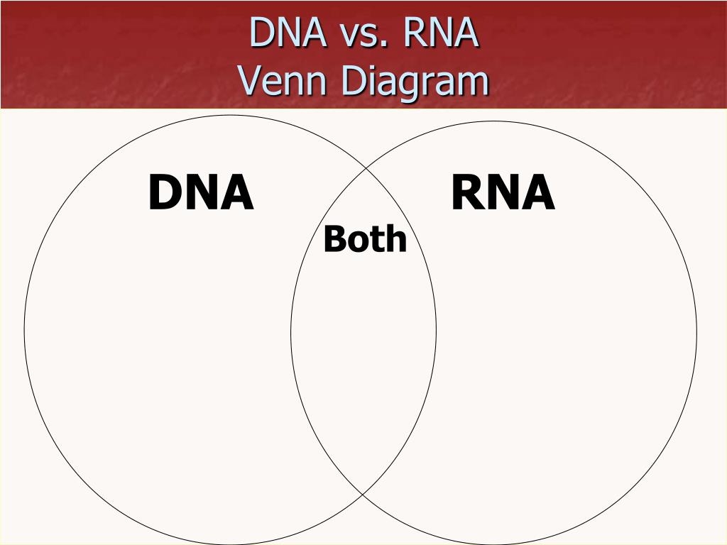 PPT Nucleic Acids DNA Vs RNA PowerPoint Presentation Free Download ID 1721365