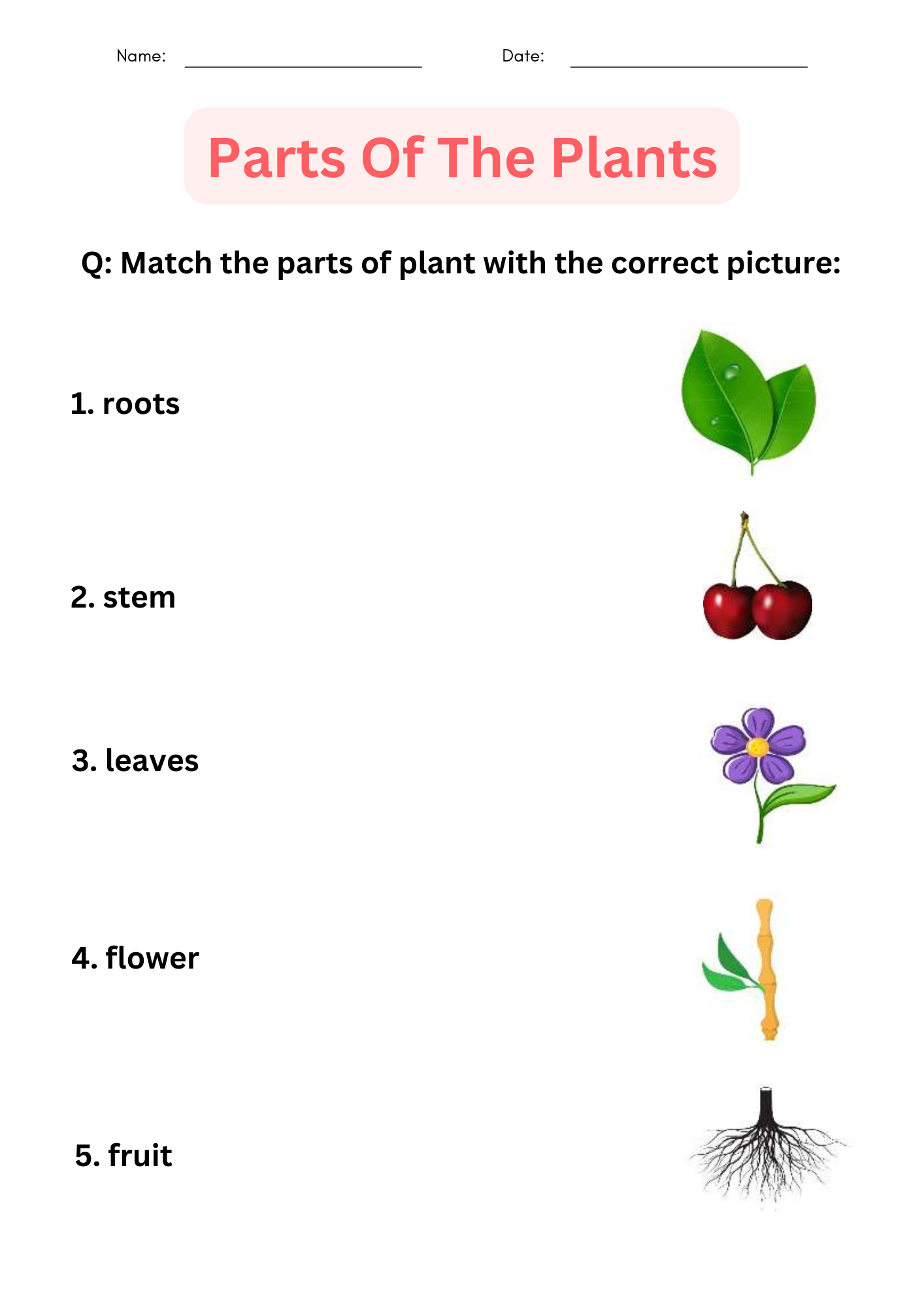Printable Activities Parts Of A Plant Worksheet For Kindergarten Made By Teachers