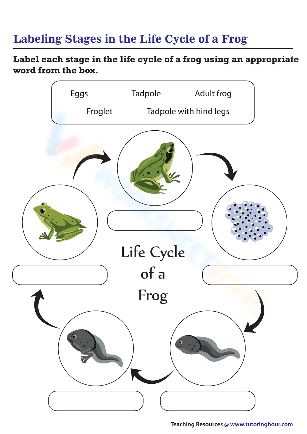 Printable Frog Life Cycle Worksheets