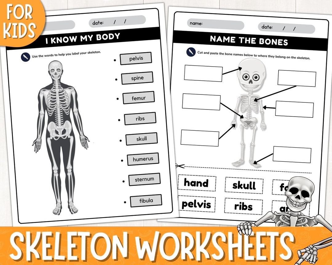 label the skeleton worksheet