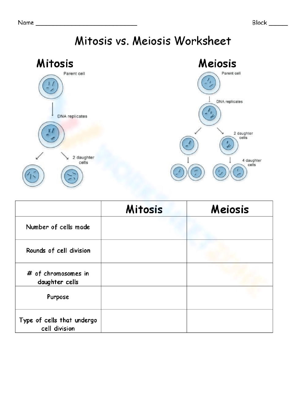 Printable Mitosis Verses Meiosis Worksheets