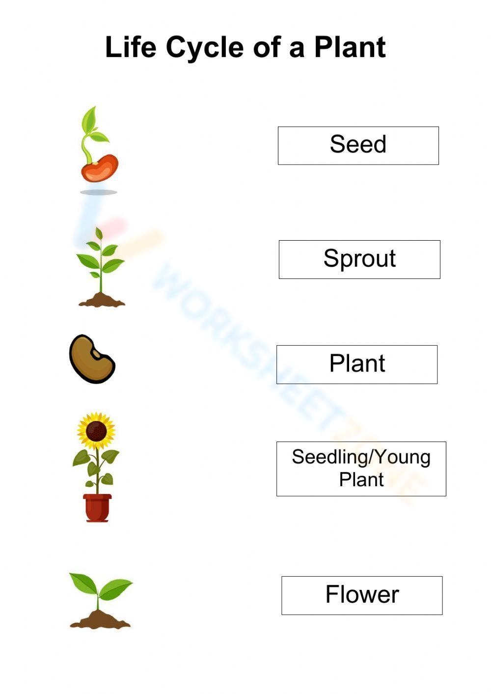 life cycle of a plant worksheet