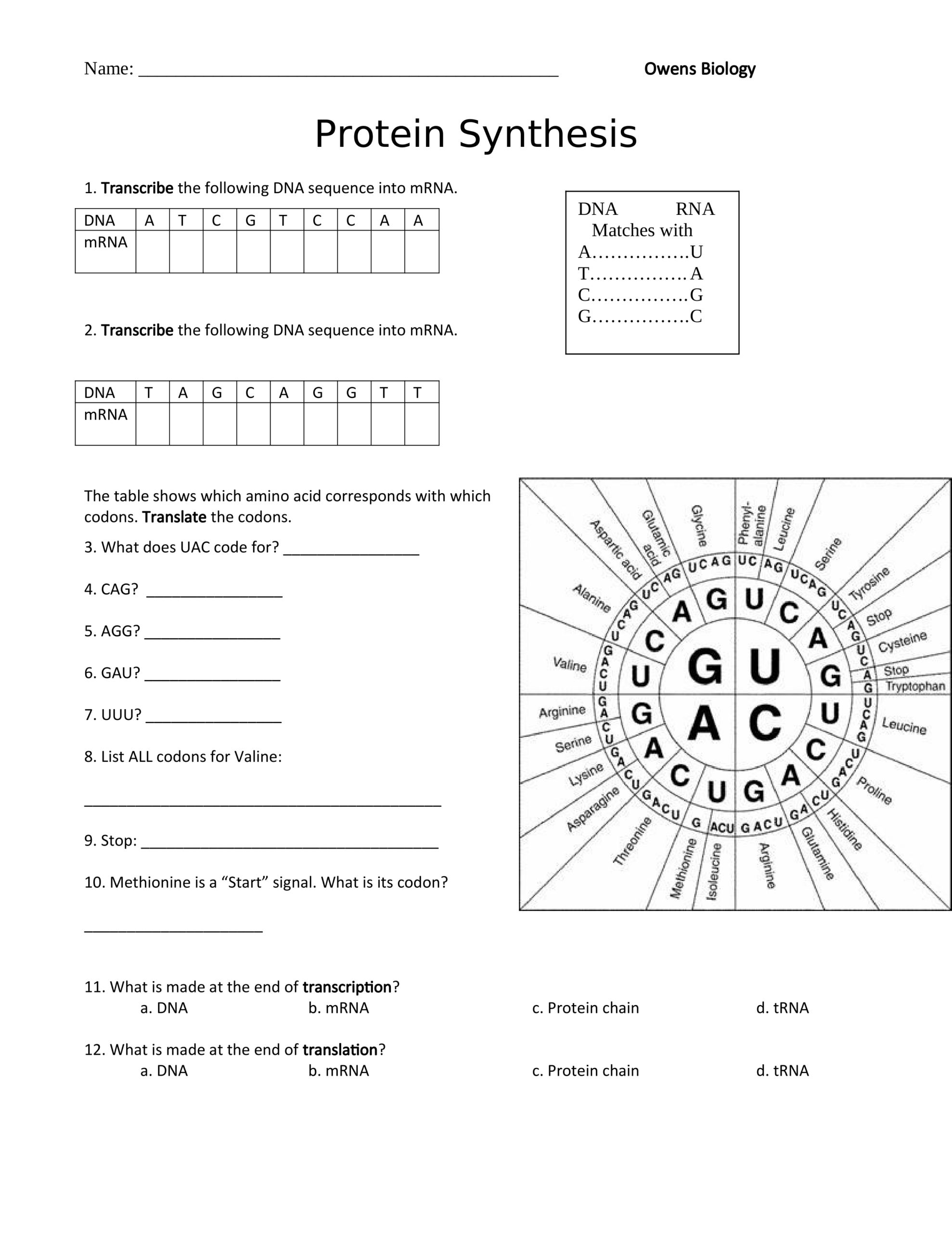 transcription and translation worksheet
