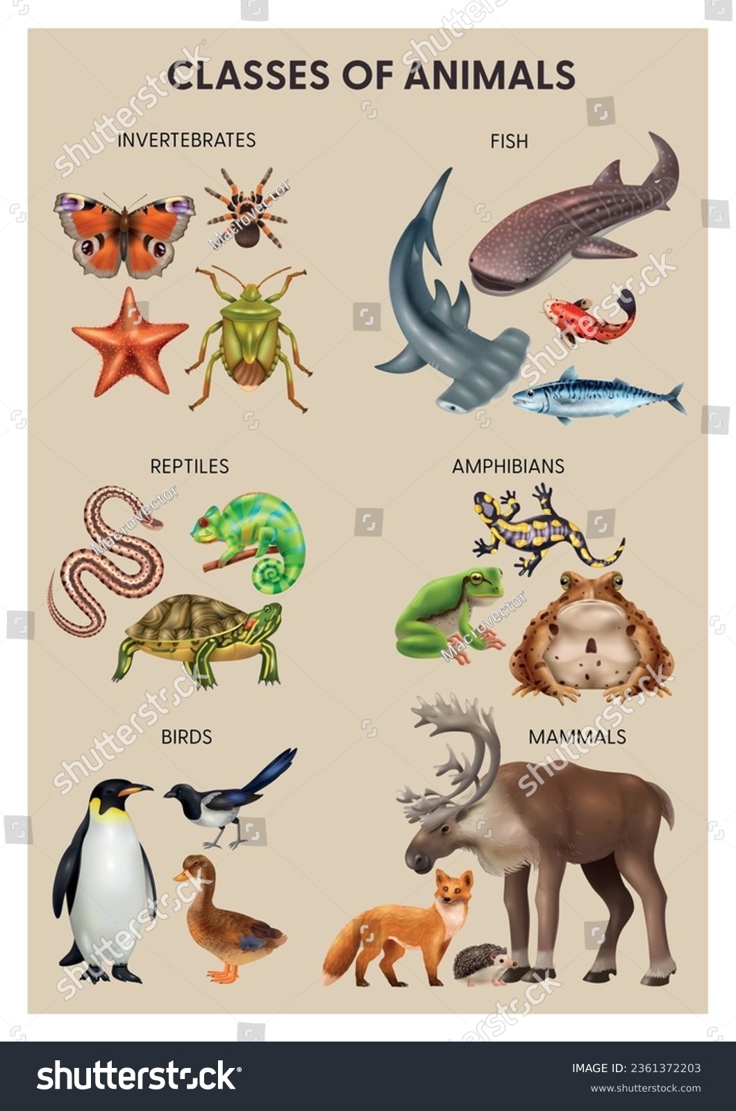 Realistic Reptiles Amphibians Infographic Invertebrates Reptiles Stock Vector Royalty Free 2361372203 Shutterstock