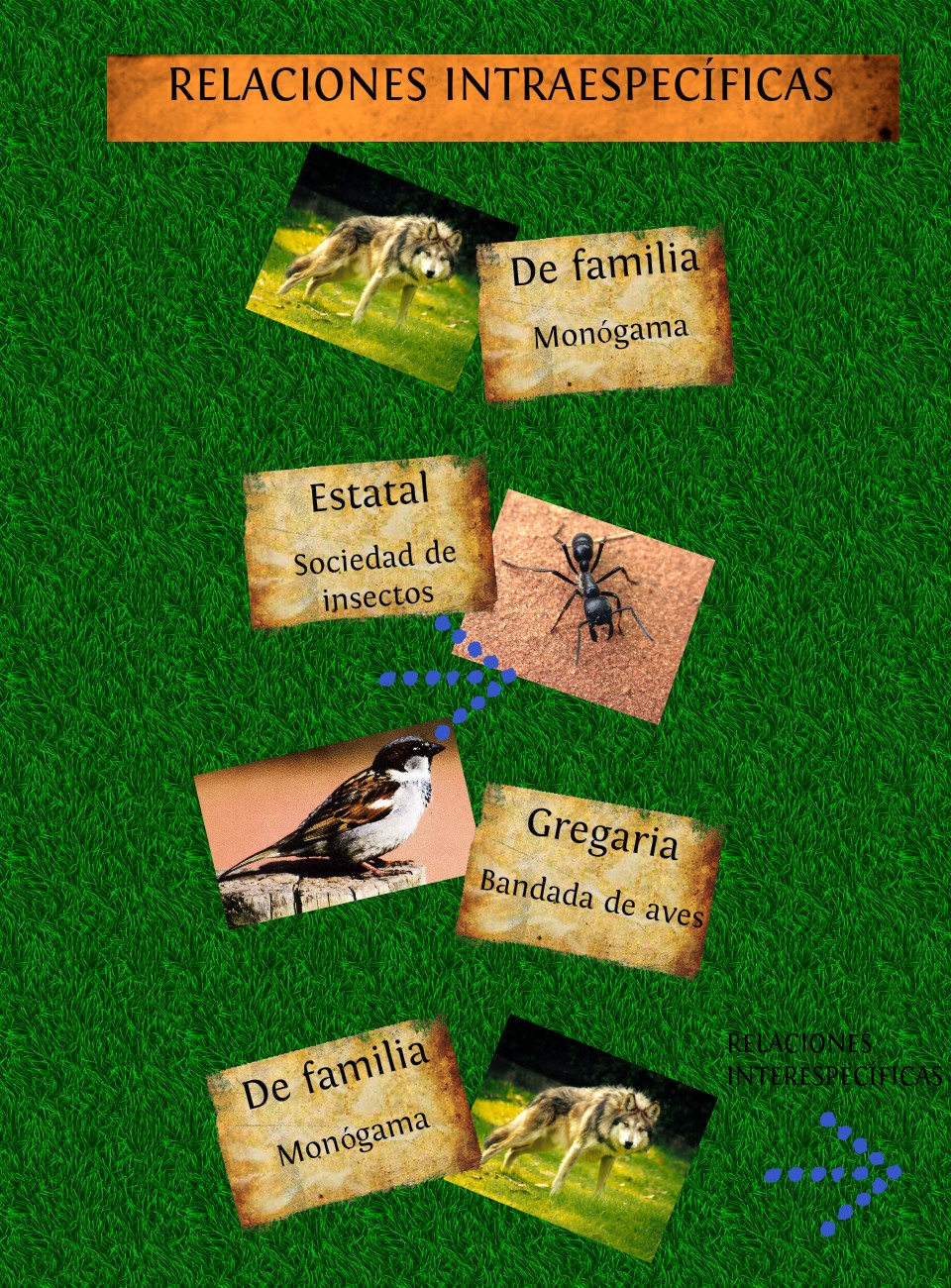 Relaciones Intraespec ficas By Aleja barriga On Emaze