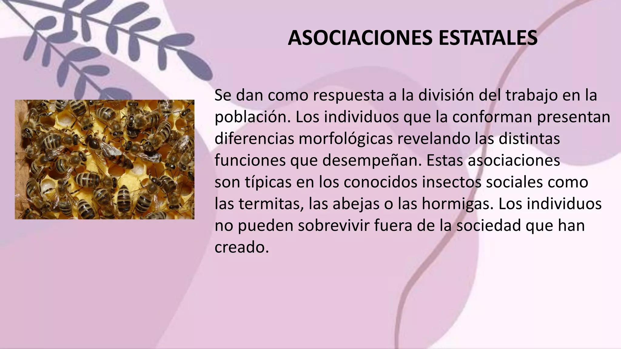 Relaciones Intraespec ficas Competencia PDF