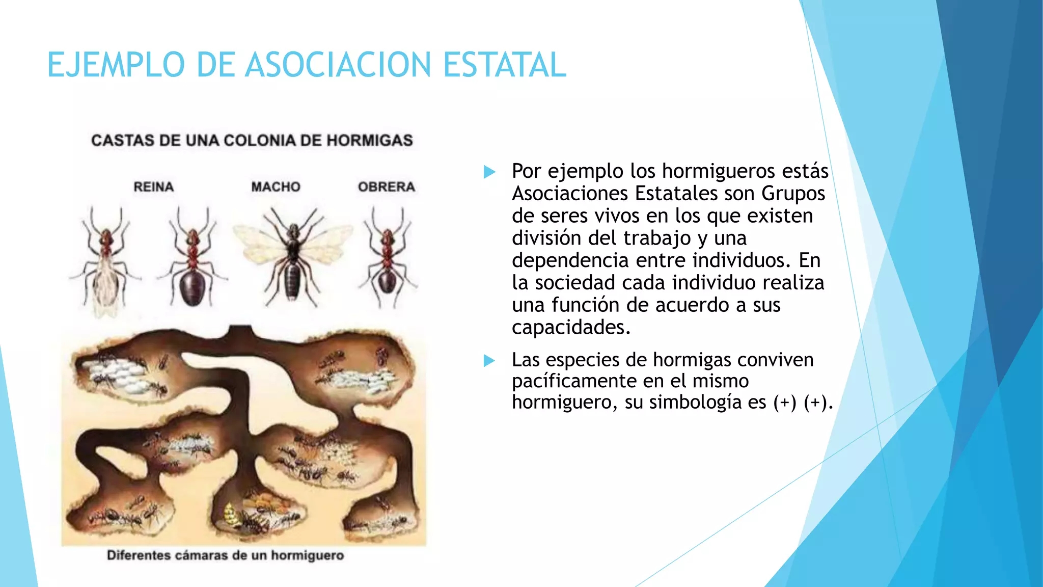 relaciones intraespecíficas sociales o estatales