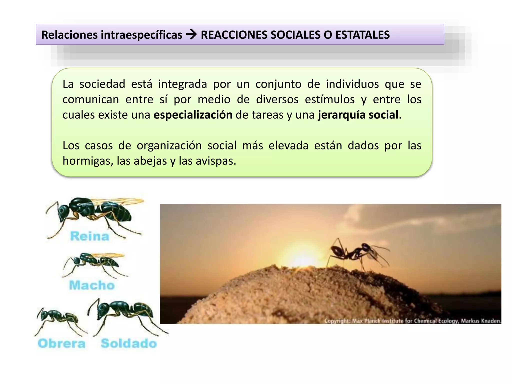 Relaciones Intraespec ficas PPTX