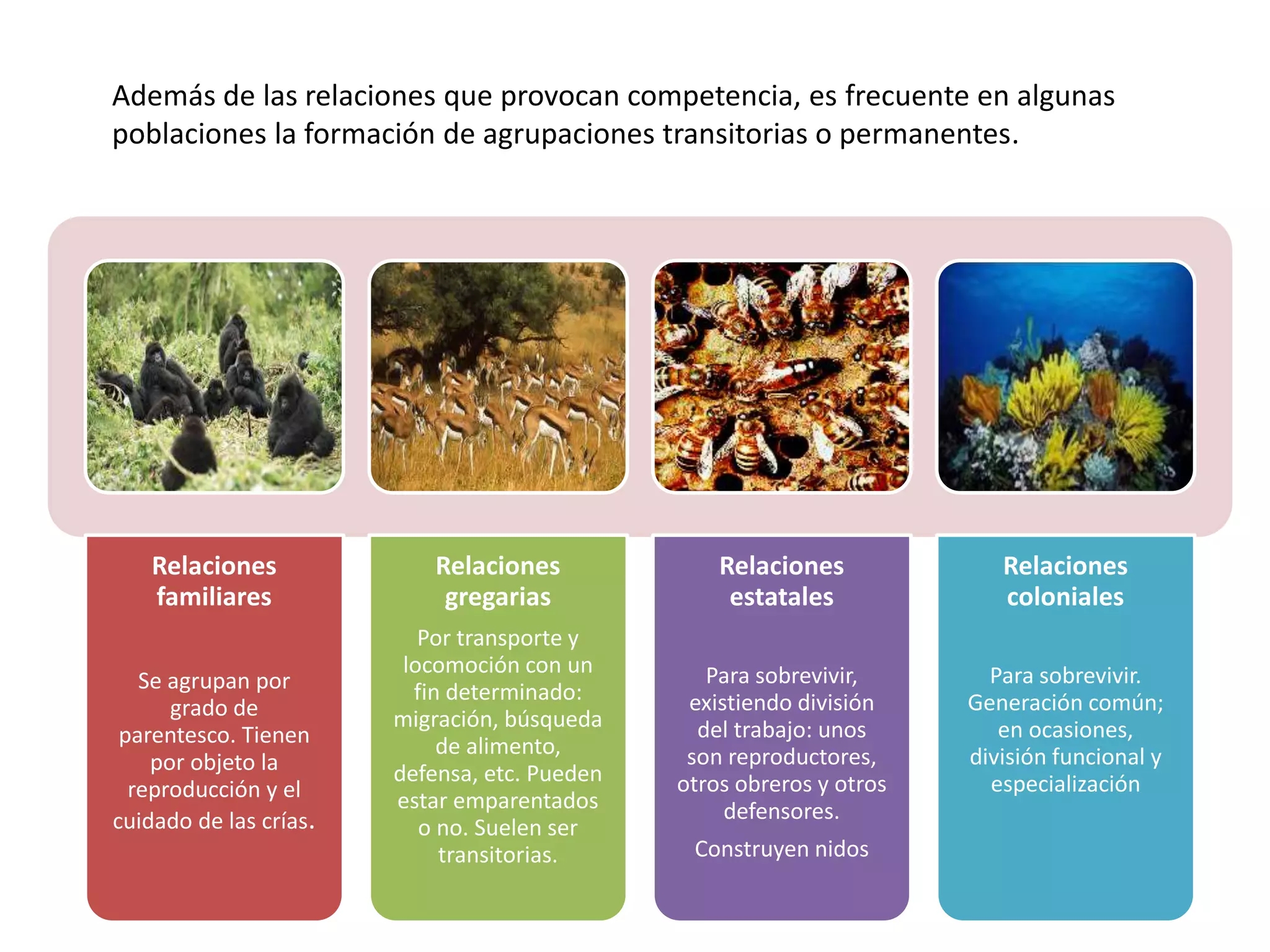Relaciones Intraespec ficas PPTX