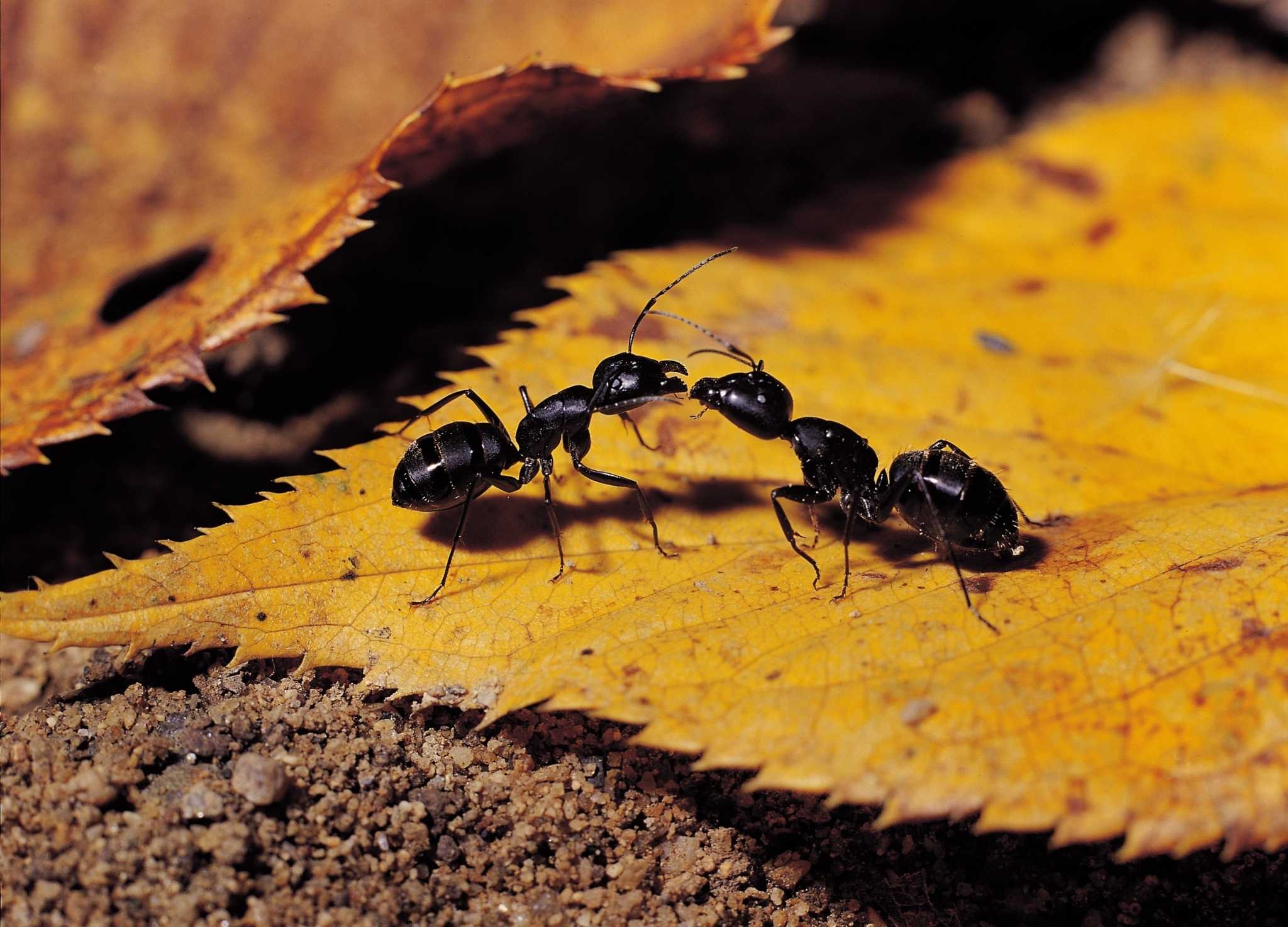 Relationship Between Silverfish Army Ants