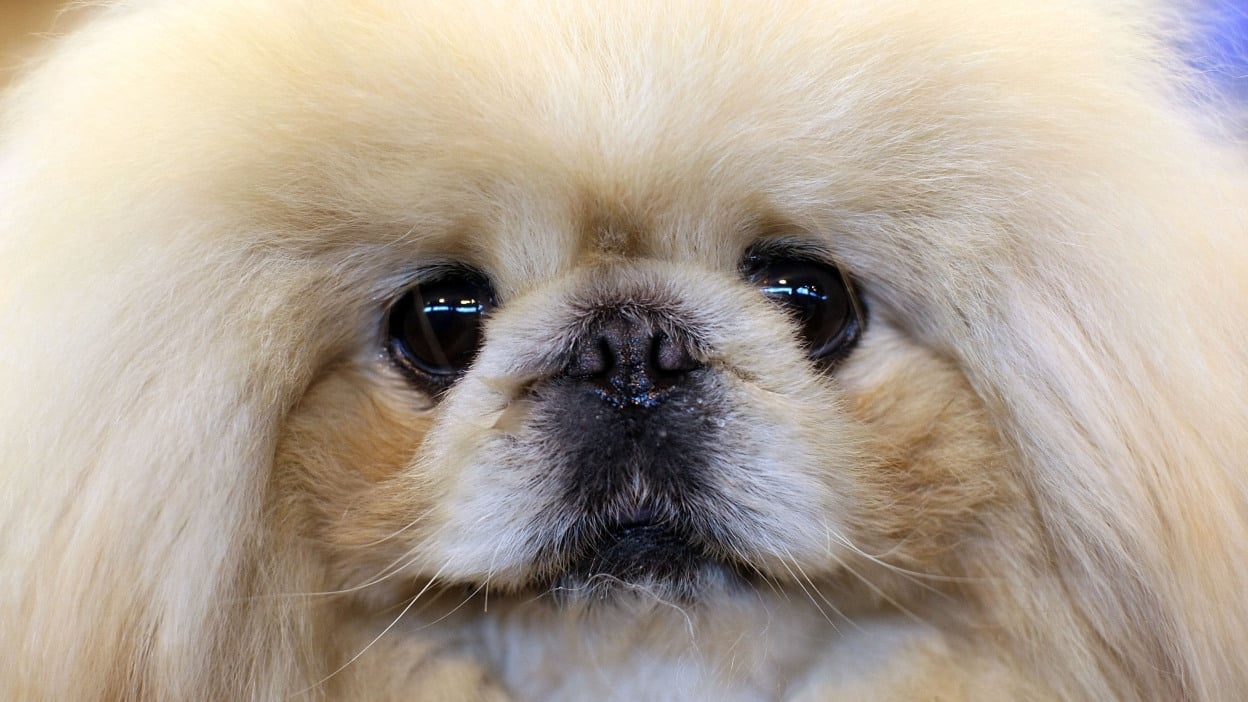 Sale Top Dog Crossword Clearance