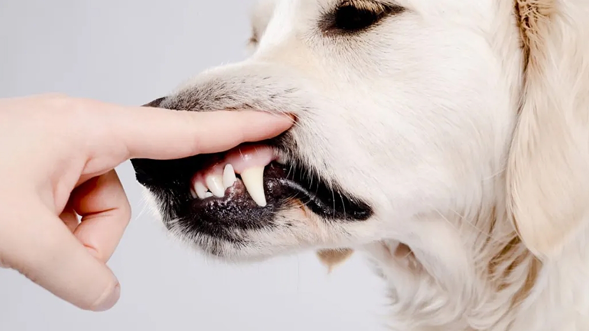 Sale Top Dog Crossword Clearance