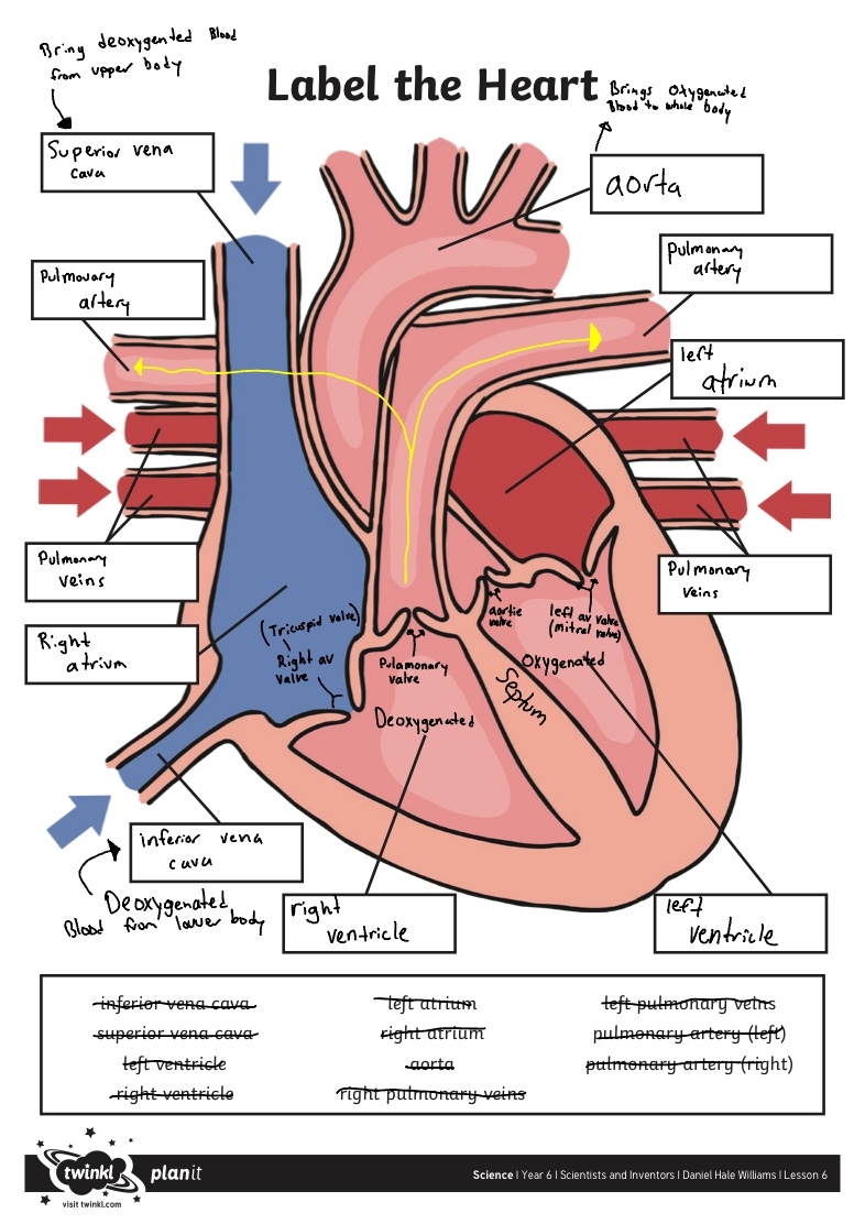 Science Label the Heart Activity Sheet 1 Notability Gallery Science Label the Heart Activity Sheet 1 Notability Gallery