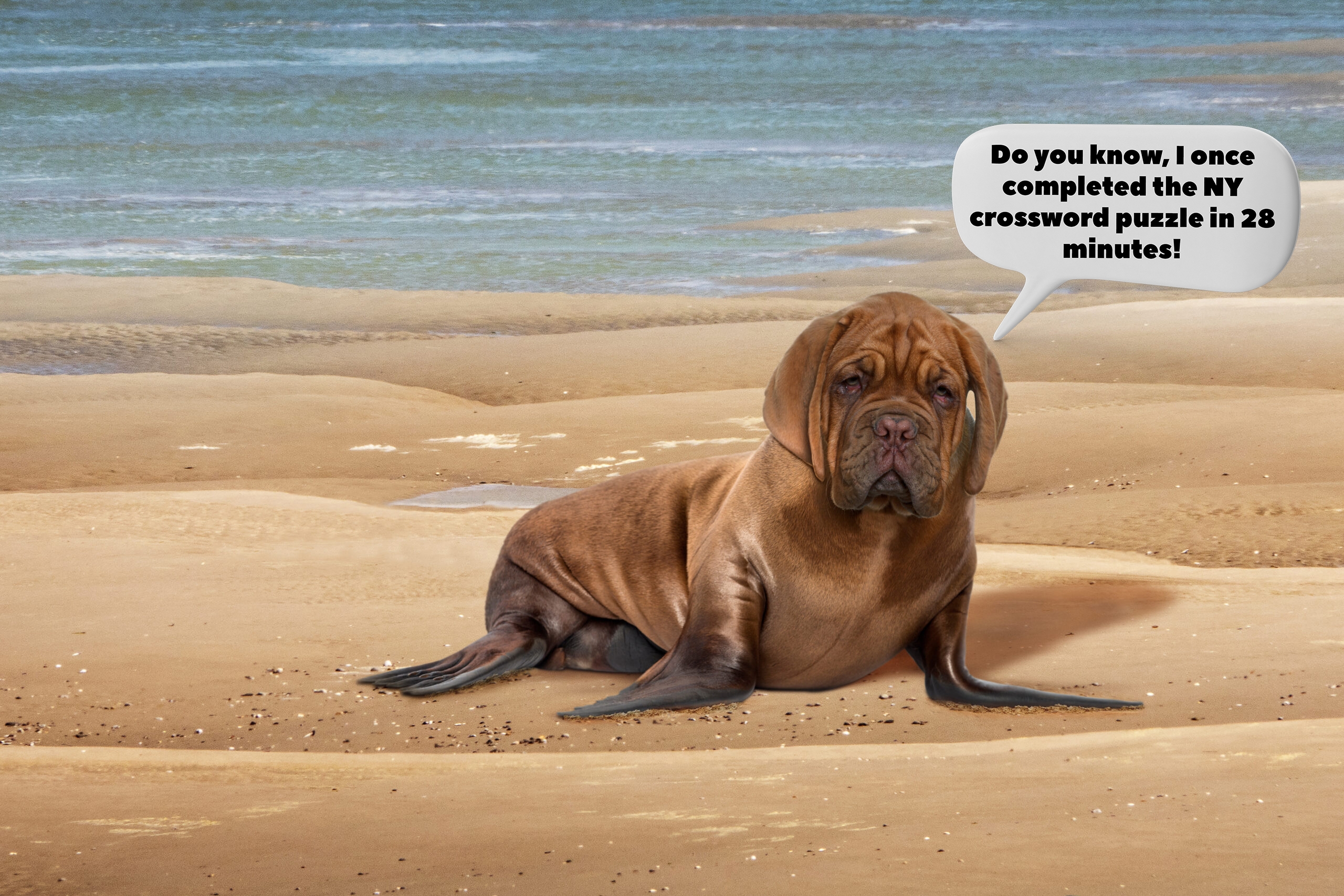 Sea Dog Randimals LLC