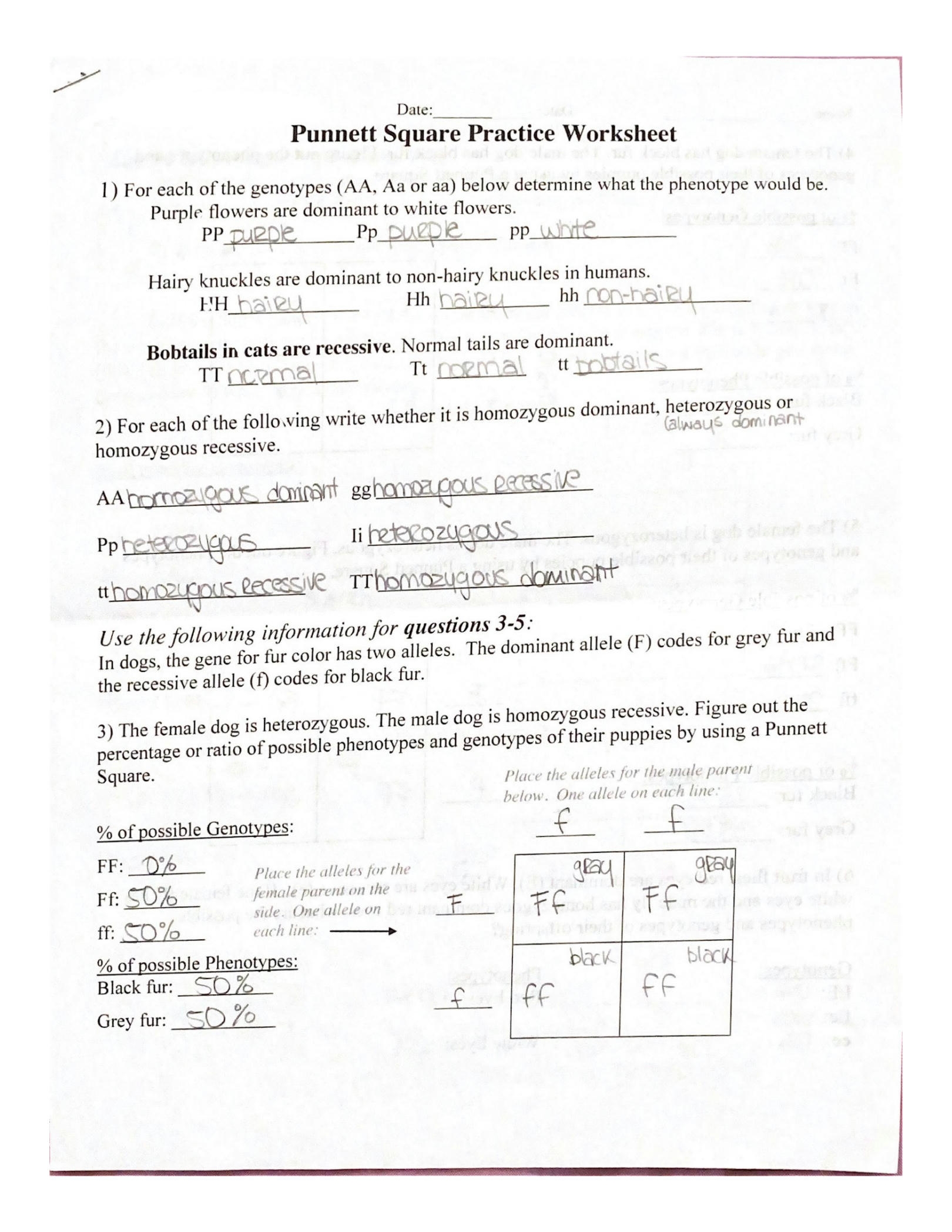 punnett square practice worksheet and answers