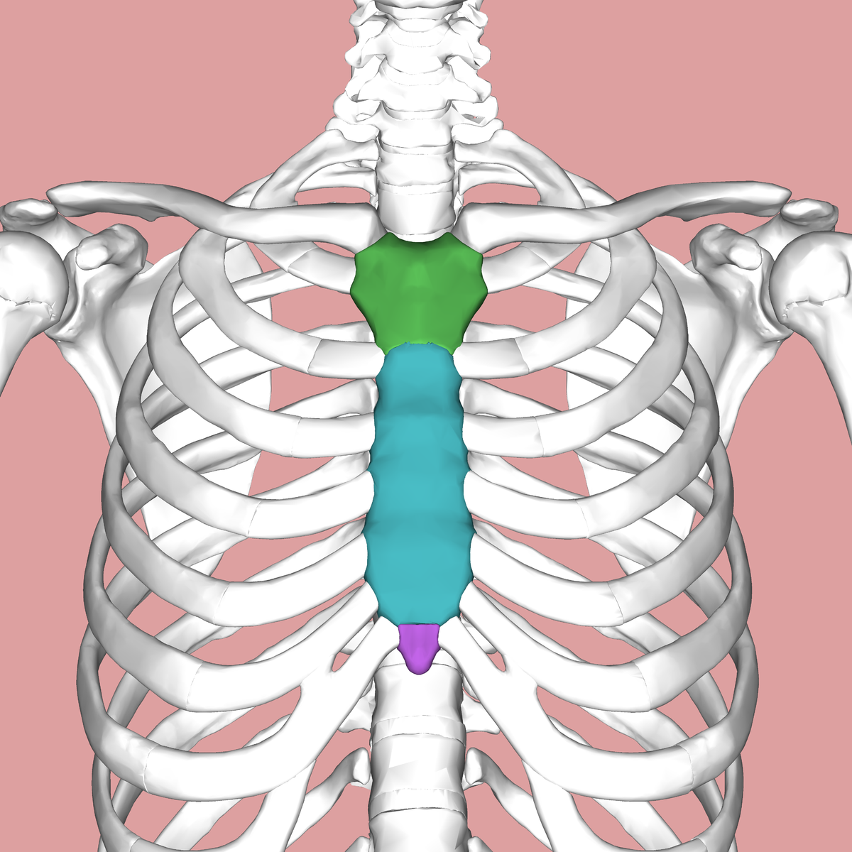 Sternum Wikipedia