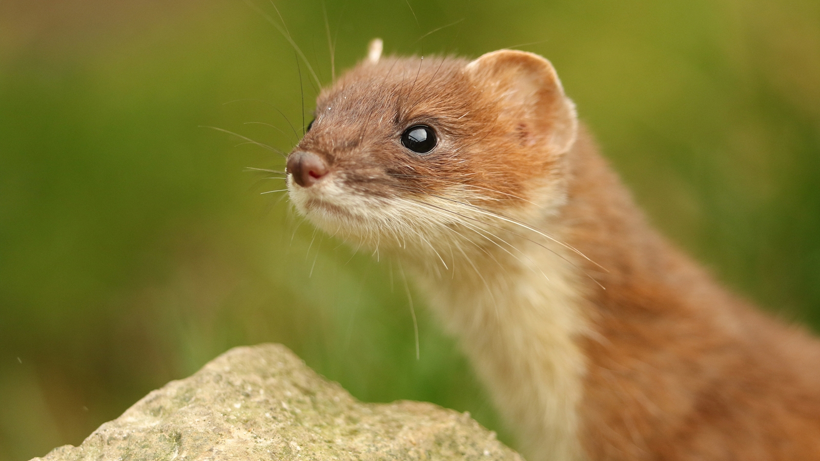 mammals that start with t