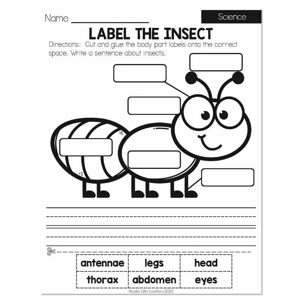 Summer Early Finishers 1st Grade Science Label The Insect Worksheets Library