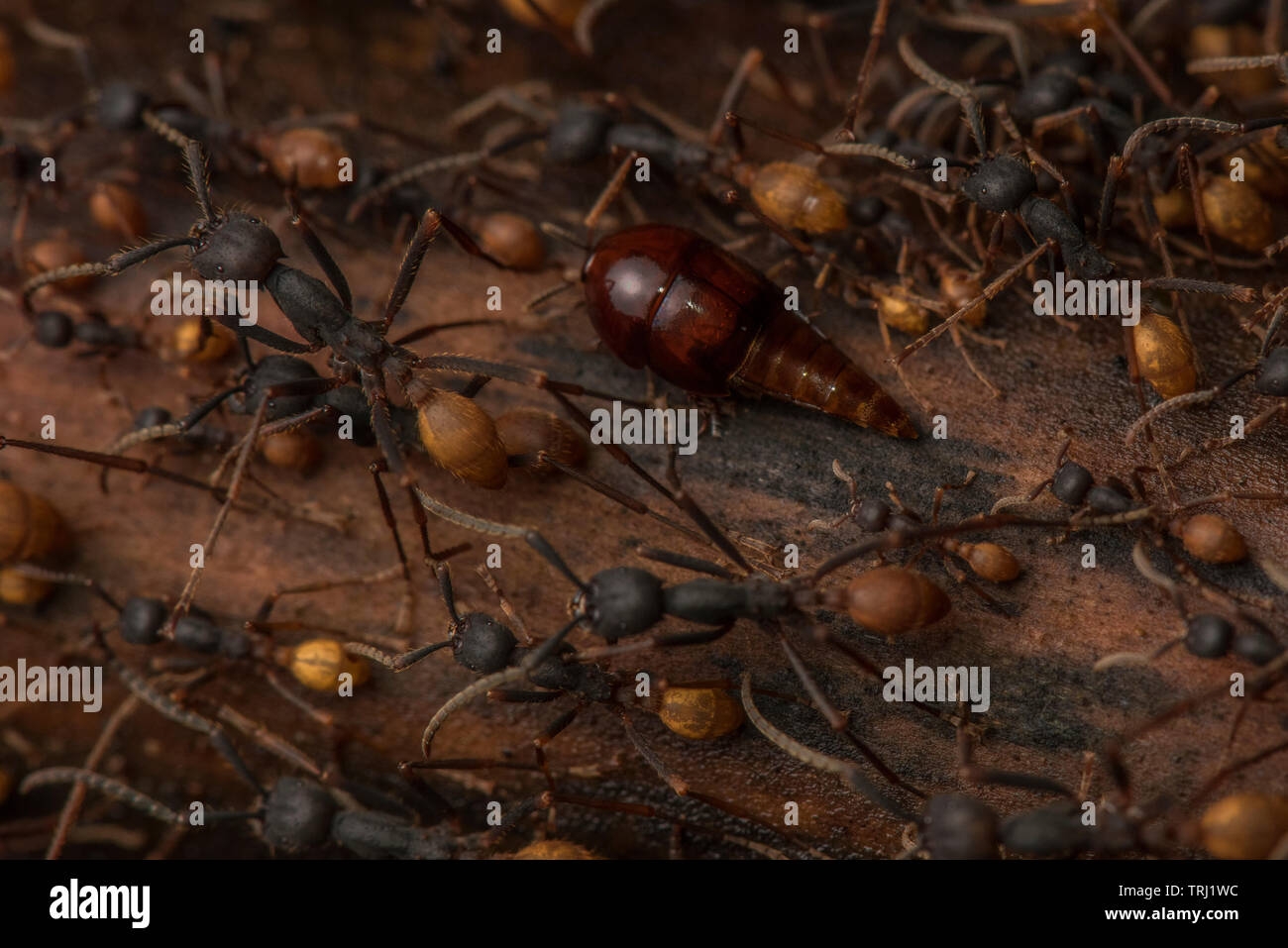 Symbiotic Ants Hi res Stock Photography And Images Alamy
