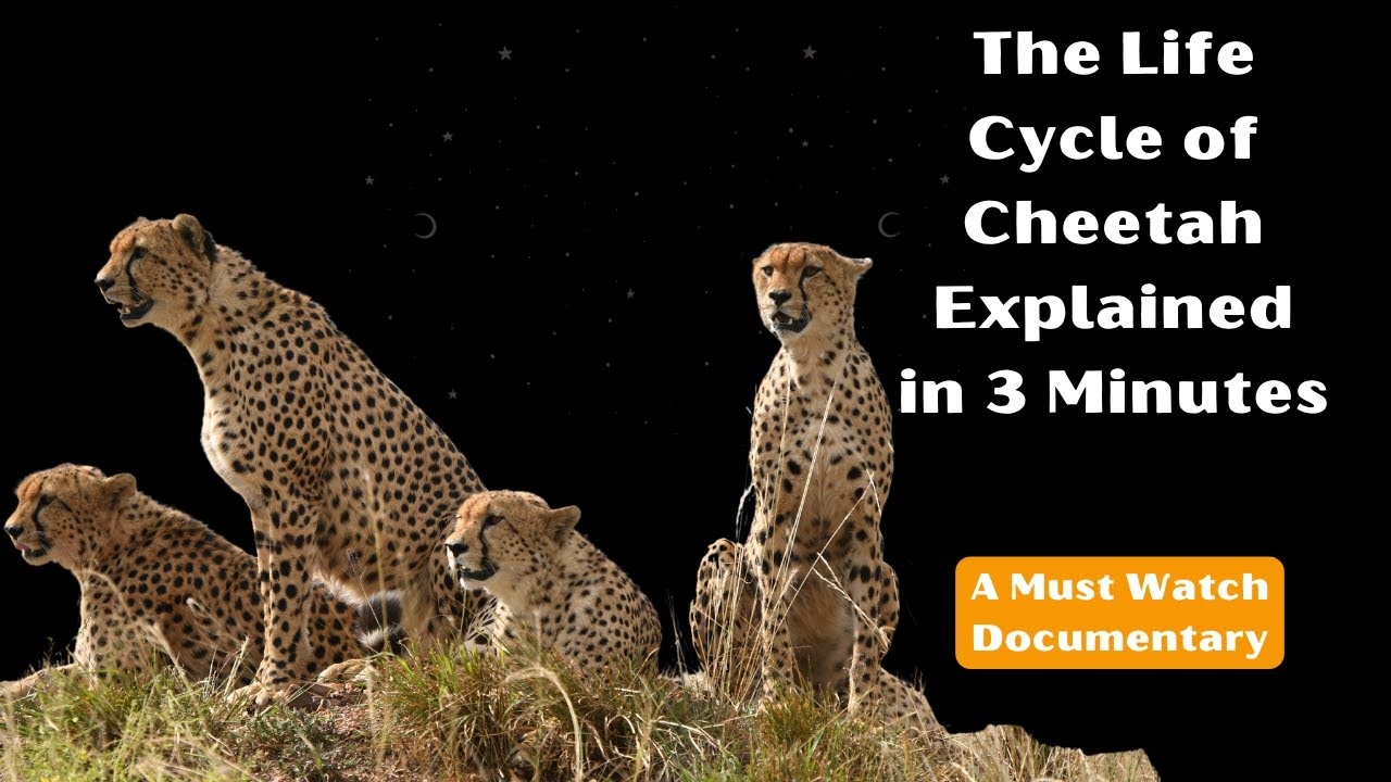 The Life Cycle Of Cheetah Explained wildlife cheetah cats bigcats YouTube