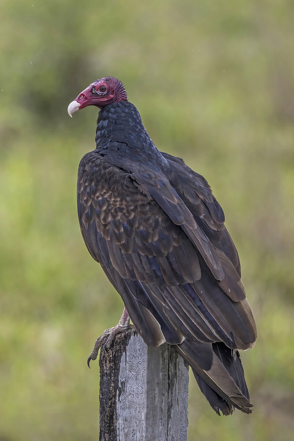 Turkey Vulture Wikipedia