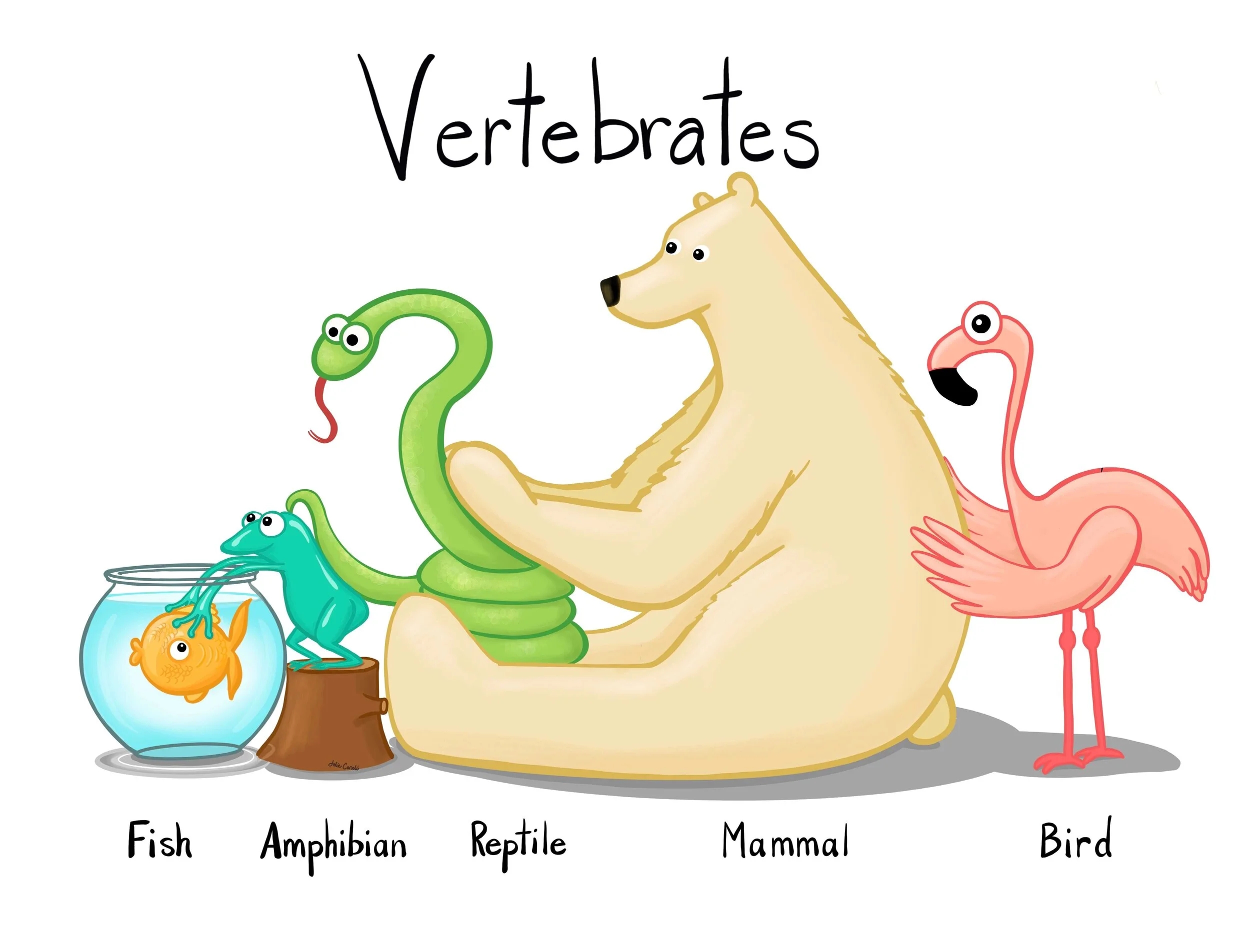 Vertebrates Animals With Backbones Jolie Canoli