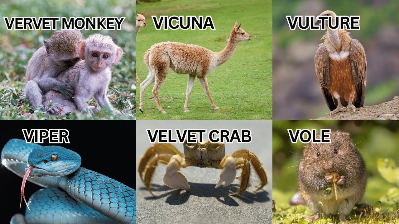 Vibrant V Youngsters 10 Baby Animals Starting With V For Kids YouTube Vibrant V Youngsters 10 Baby Animals Starting With V For Kids YouTube