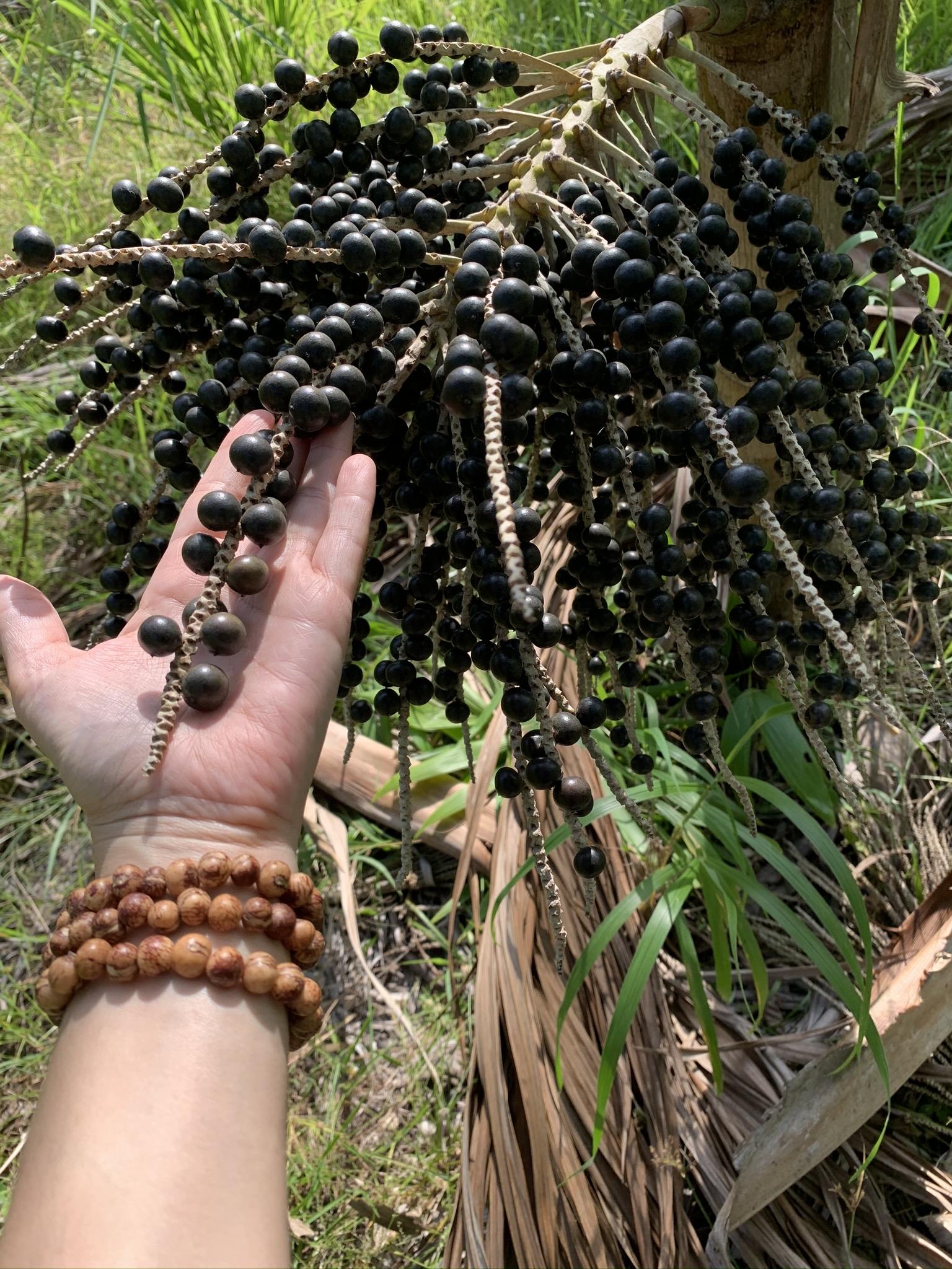 Where Can You Buy Acai Berries 