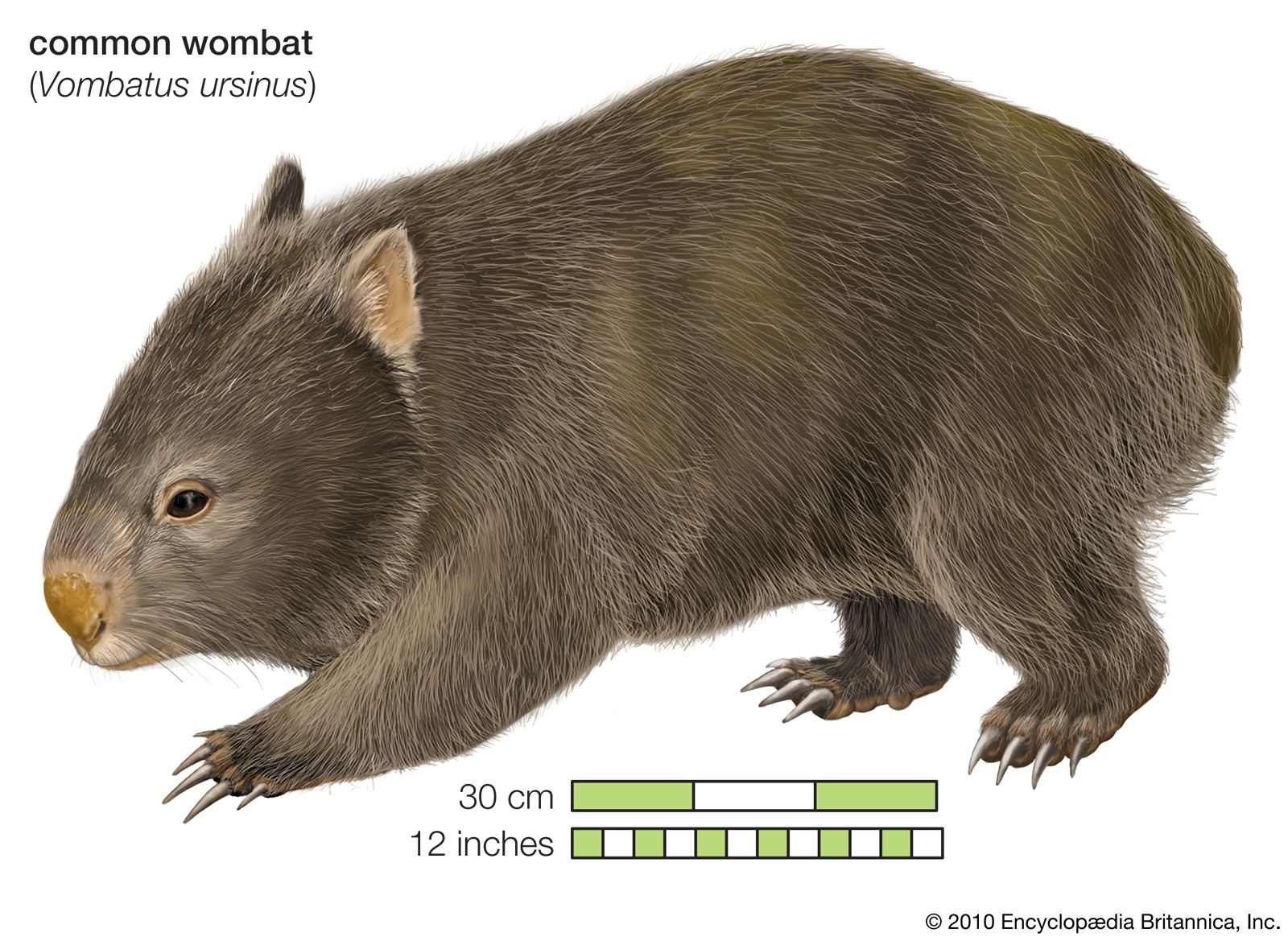 Wombat Marsupial Nocturnal Burrowing Animal Britannica
