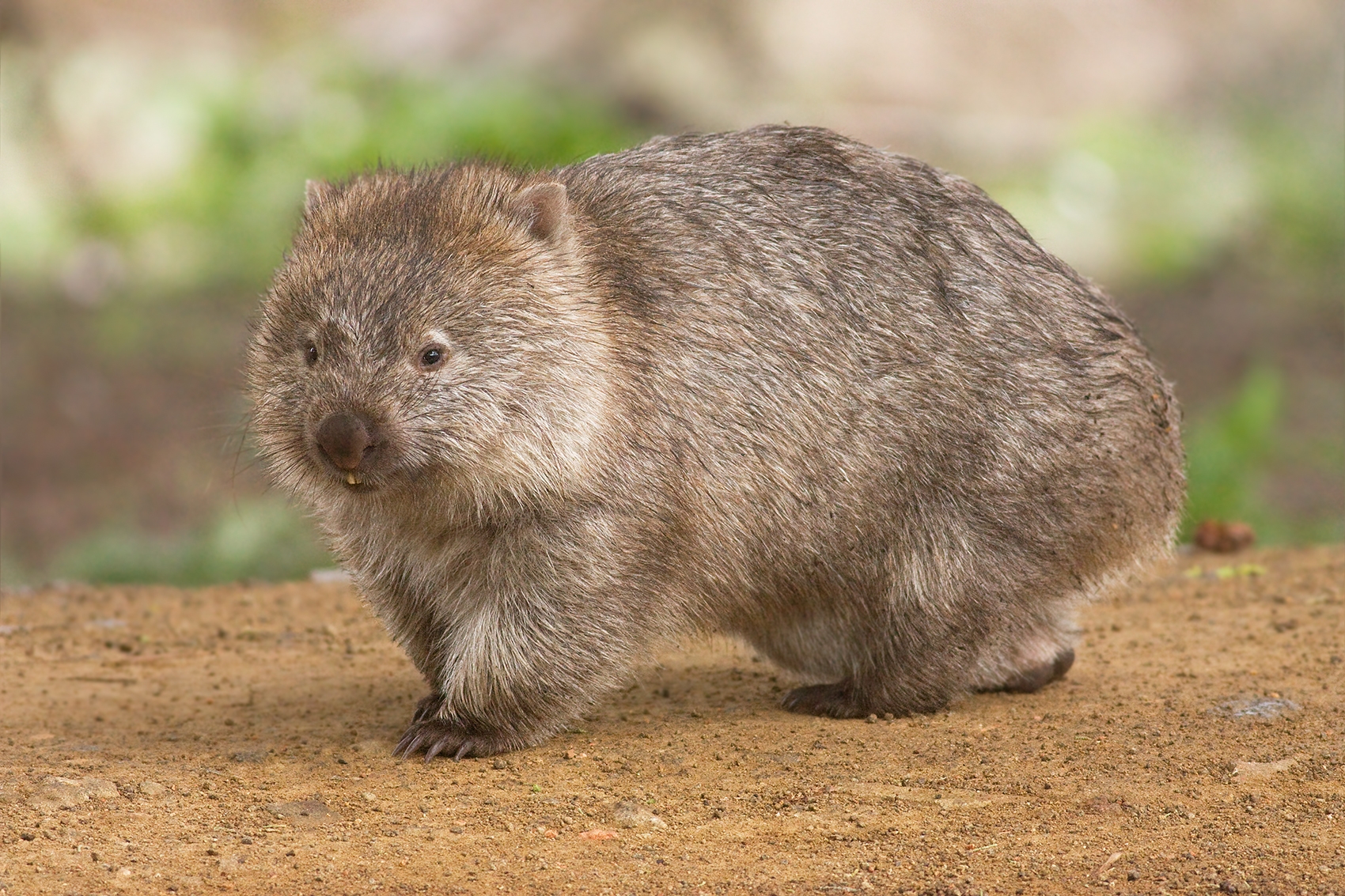 Wombat Wikipedia