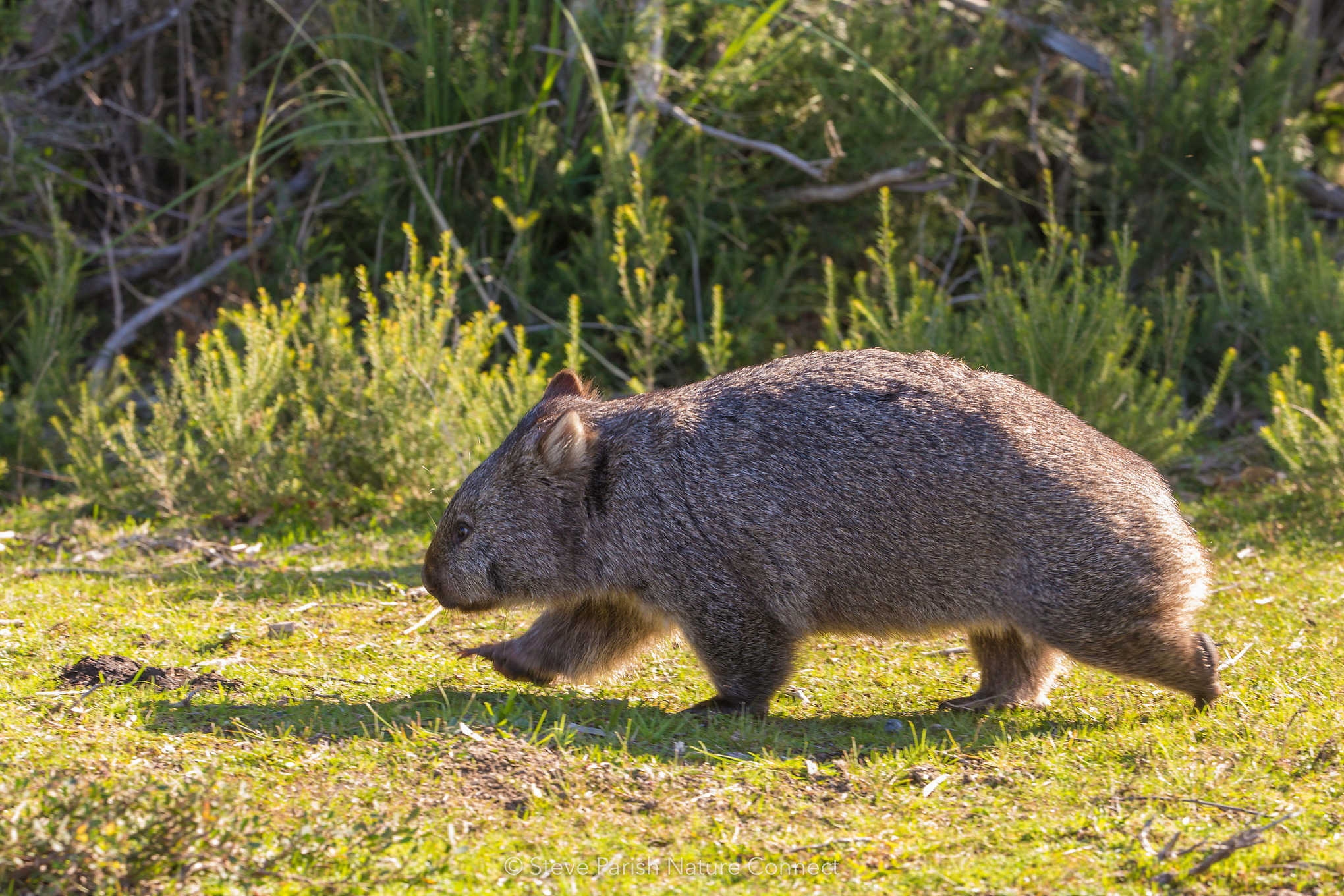 Wombats Facts Photos Bush Heritage Australia